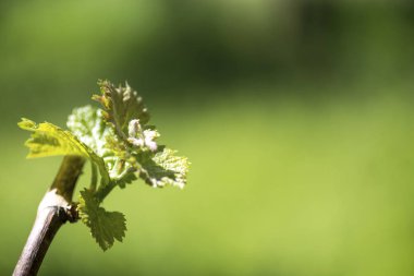  Yeşil doğa arkaplanı
