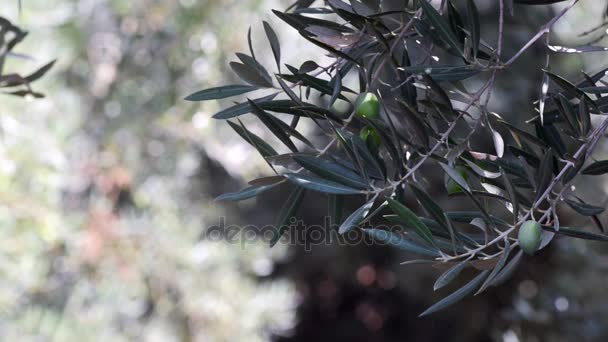 Mediterrane Oliven aus nächster Nähe — Stockvideo