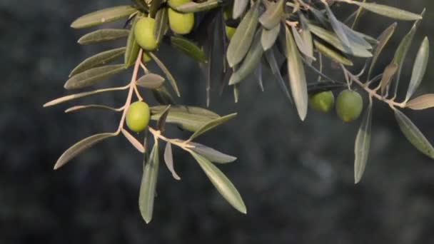 Azeitonas mediterrânicas — Vídeo de Stock