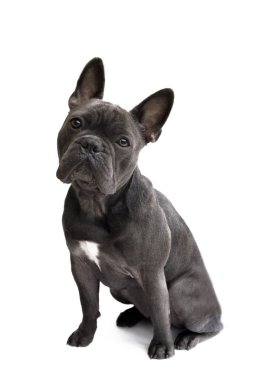 mavi bir Fransız buldozer metin ve ifadeler için beyaz izole arka plan ile dikkatle bakarak önden görünümü 