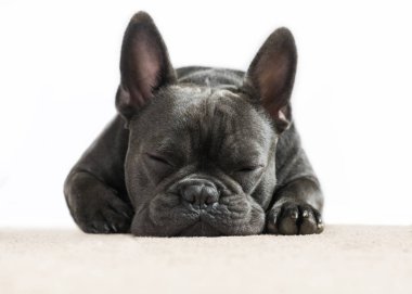 cute close up full frontal image of a french bulldog asleep dreaming on a cream carpet with a white background for the use of text and wording  clipart