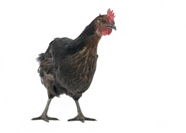 Beyaz arka plan üzerinde izole bakır marans durdu kahverengi tavuk komik meraklı görüntü 