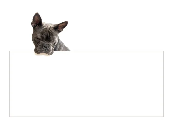 Bulldog Francês Azul Olhando Para Trás Sobre Sinal Branco Fundo — Fotografia de Stock