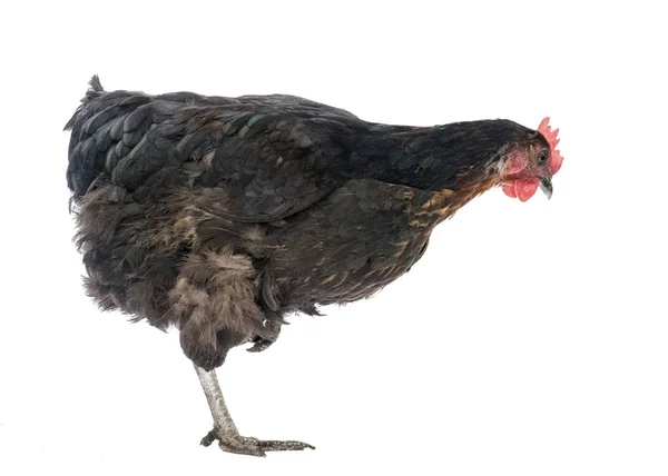 Kép Ból Egy Brown Csirke Réz Marans Állt Egyik Lábát — Stock Fotó