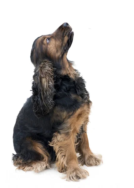 Obedient Pedigree Cocker Spaniel Sat Looking Isolated White Background — Stock Photo, Image