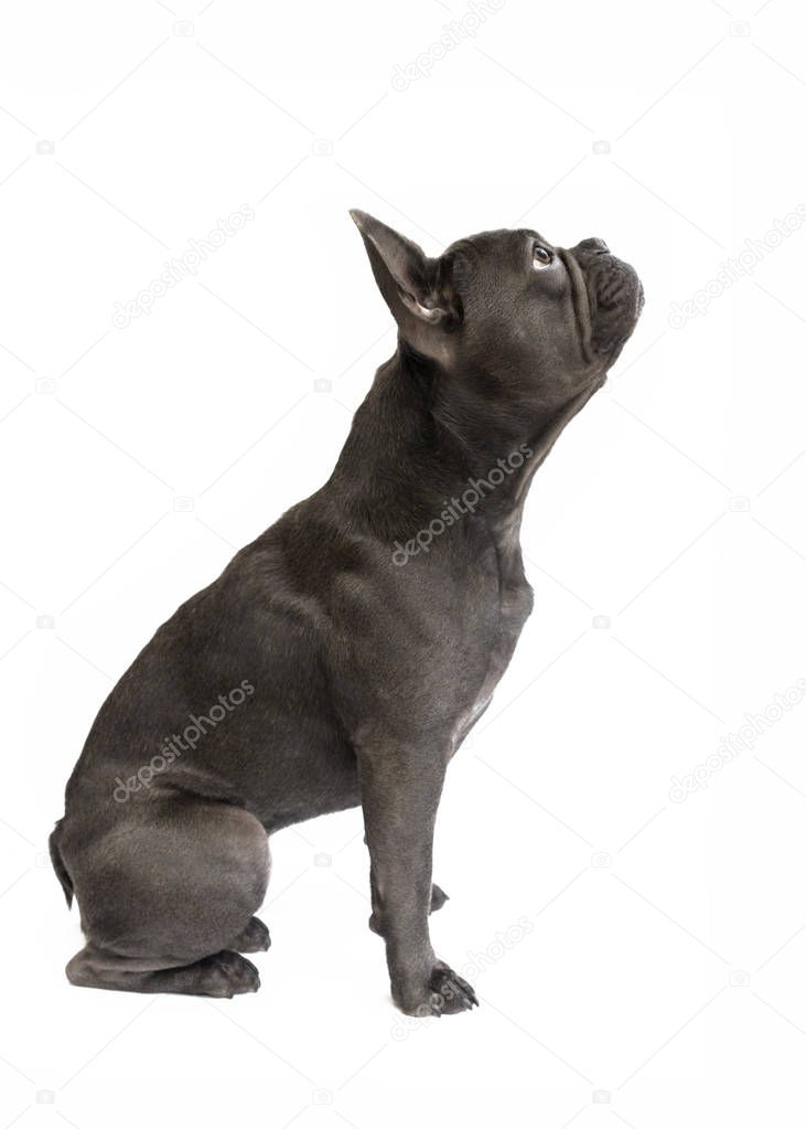 side view of a blue french bulldog attentively looking up with a white isolated background for the use of text and wording 