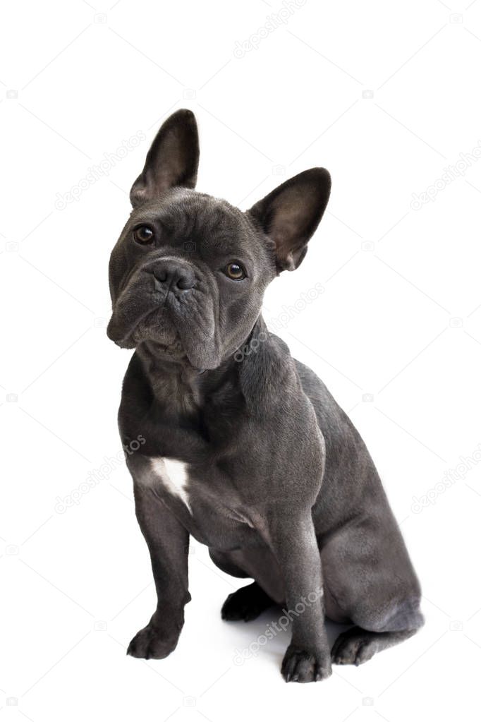 front view of a blue french bulldog attentively looking up with a white isolated background for the use of text and wording 