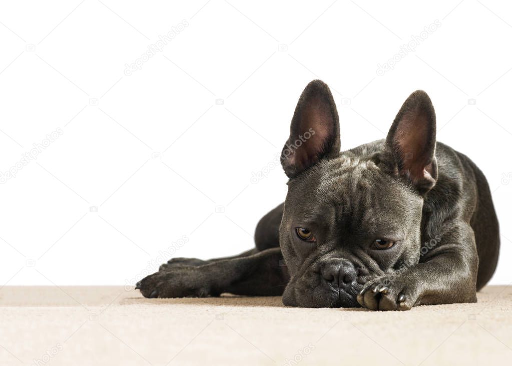 blue french bulldog depressed with sad eyes looking down in the dumps on a white background with a cream house carpet room for text overlay 