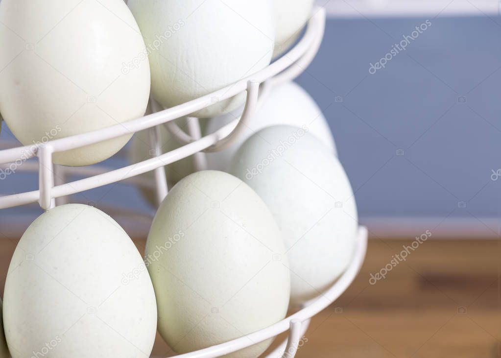 Frosted white legbar - 🧡 Lots of blue eggs I have never seen so much "...