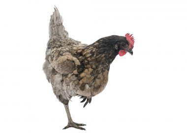  bluebell tavuk duran beyaz arka plan üzerinde izole bir bacak üzerinde görüntü 