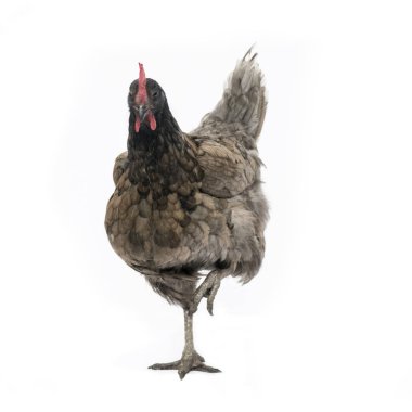 bluebell tavuk duran beyaz arka plan üzerinde izole carmera bakarak bir bacak üzerinde komik resim 