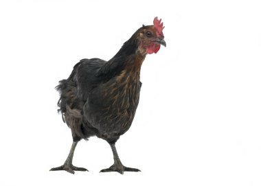 beyaz izole kahverengi tavuk bakır marans durdu komik resmini 