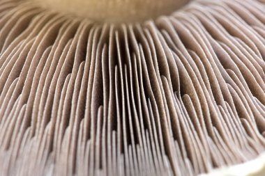 Marco aşırı seçici odak solungaçları biftek mantar featuring bir gıda arka plan metin yer paylaşımlı kullanıma vurdu. 