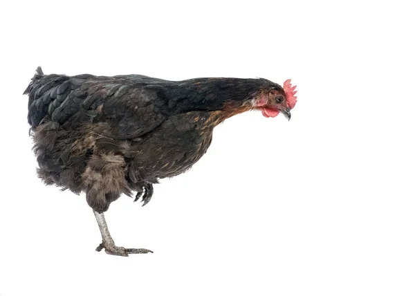 Schwarze Huhn mit Dutzend braune Eier — Stockfoto © annahoychuk #29078031