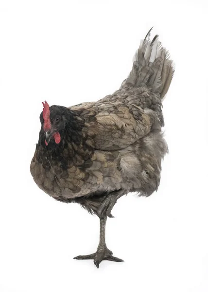 Изображение Курицы Колокольчика Стоящей Одной Ноге Смотрящей Кармеру Изолированную Белом — стоковое фото