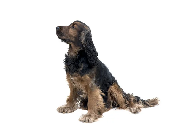 Loyal Obedient Black Tan Cocker Spaniel Sat Waiting Isolated White — Stock Photo, Image