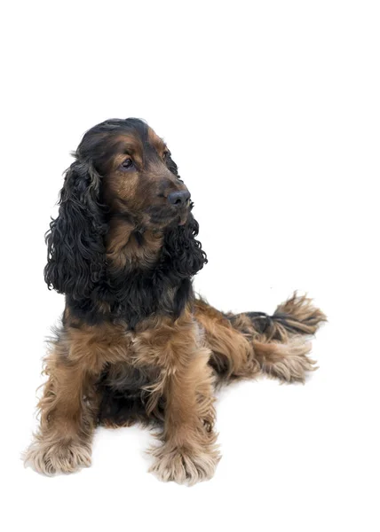 Adorabile Obbediente Nero Tan Cocker Spaniel Seduto Guardando Lato Isolato — Foto Stock