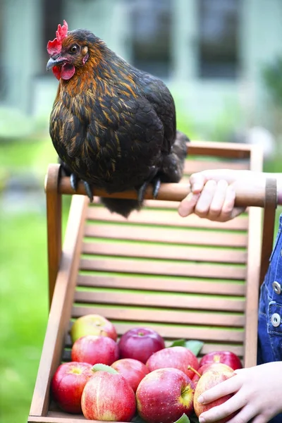 Pollo Campo Libre Mirando Las Manzanas Mientras Juega Con Niño —  Fotos de Stock