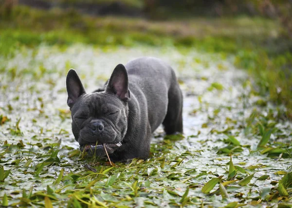 Funny Image Blue French Bulldog Playing Stream Countryside Eating Blurred — Stock Photo, Image