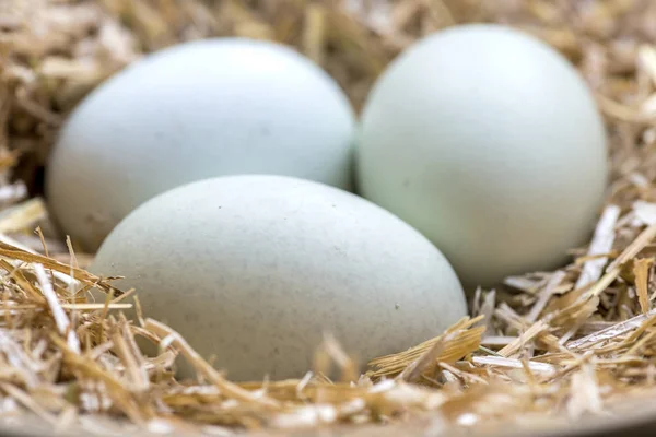 Три Голубых Яйца Гнезде Сена Которые Откладываются Породы Легбар Ameraucana — стоковое фото