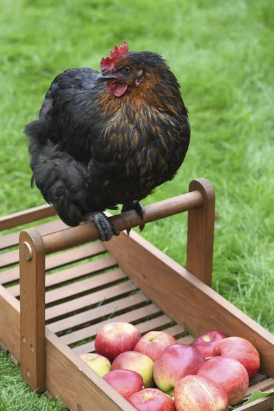 Pollo Campo Libre Feliz Mirando Lado Las Manzanas Una Pequeña —  Fotos de Stock