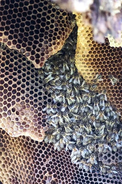 Selektiver Fokus Auf Ein Bienenvolk Mit Einem Nest Der Baumhöhle — Stockfoto