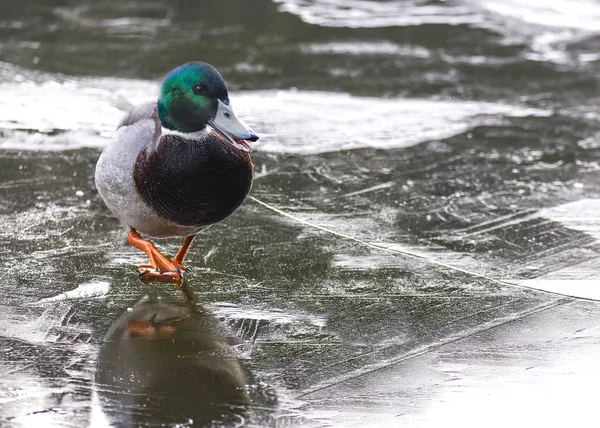 Pato Andando Uma Lagoa Congelada Conceito Fundo Gelo Mau Tempo — Fotografia de Stock