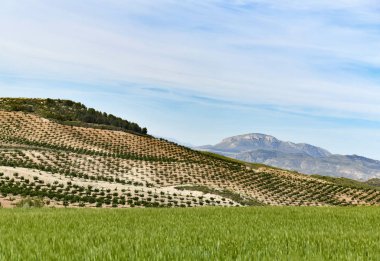 derin mavi gökyüzü alanları buğday zeytin ağaçları ile arka planda gösterilen Andalusia kırsal çarpıcı kopya alanı için vurdu