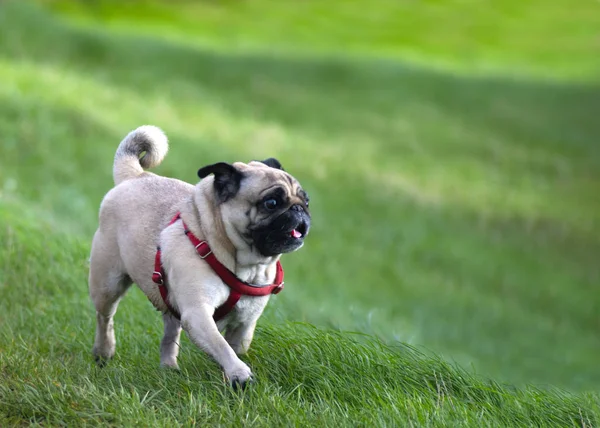 犬の散歩写真素材、ロイヤリティフリー犬の散歩画像Depositphotos®