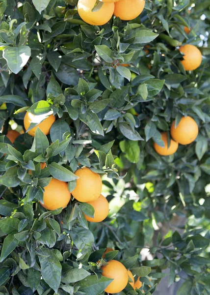 Španělský pomerančovník 5 — Stock fotografie