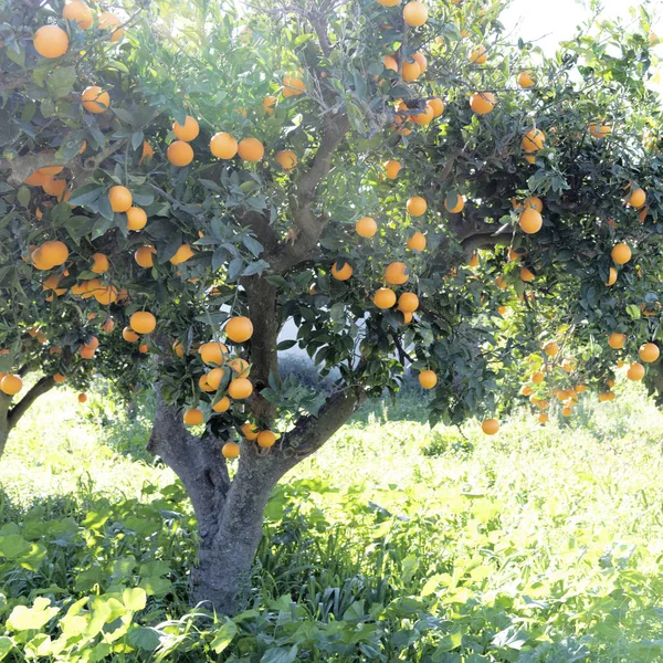 Oranžový strom 1 — Stock fotografie