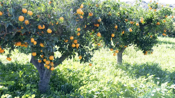 Oranžový strom 2 — Stock fotografie