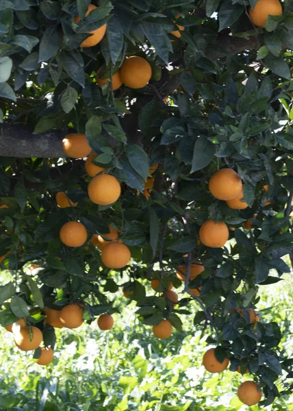 Spanish orange tree 9 — 스톡 사진