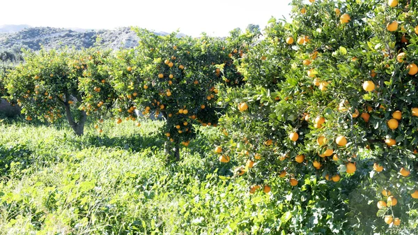 Spanish orange tree 8 — Stok fotoğraf