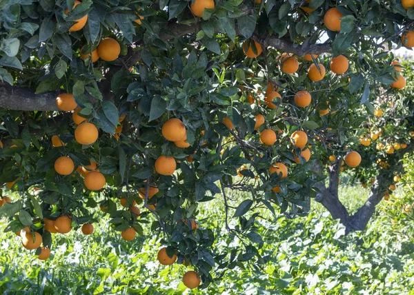 Spanish orange tree 10 — Stok fotoğraf