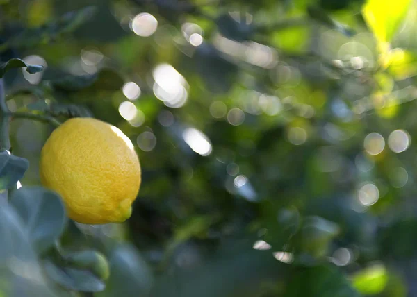 Лимонное дерево 2 — стоковое фото