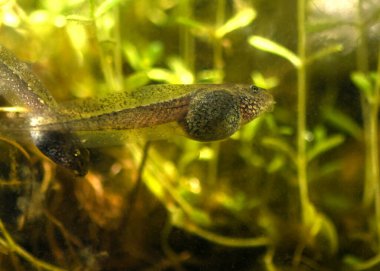 yakın ve detaylı tek renkli iribaş yüzme, kopyalama alanı veya metin örtüsü için temiz arkaplan 