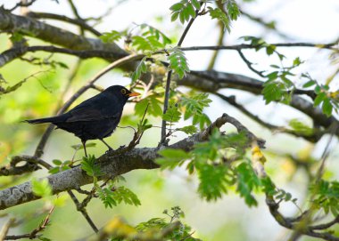 Blackbird, fotokopi için arka plandaki güzel bir bahar ağacına tünemişti. 