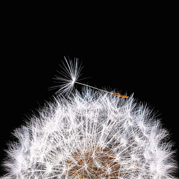 Vierkant Pluizig Wit Paardebloem Zaad Hoofd Een Zwarte Achtergrond Met — Stockfoto