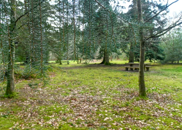 Lege Verlaten Picknickplaats Het Platteland Geen Mensen Omdat Thuis Blijven — Stockfoto