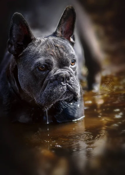 vertical blue french bulldog portrait  stood in pond water  with warm rich natraul brown colours in the background  room for text overlay and copy space