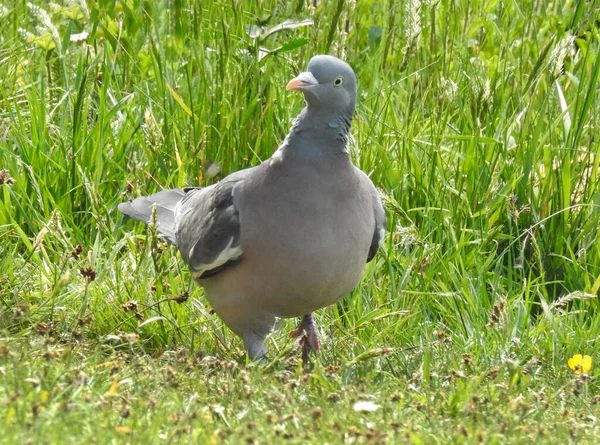 Close Wood Pigeon Walking Grass Taken Ground Level Bright Summers — Stock Photo, Image