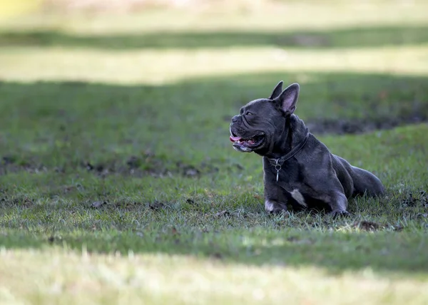Divertente Bulldog Francese Blu Che Distoglie Sguardo Con Lingua Sporgente — Foto Stock