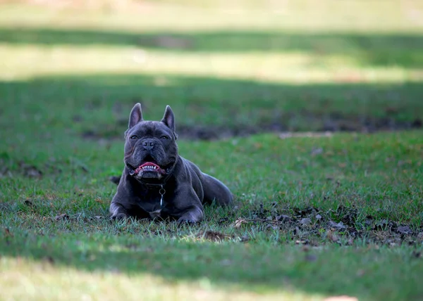 Carino Blu Francese Bulldog Respirazione Mentre Sdraiato Riposo Sul Prato — Foto Stock