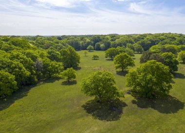 Çayırlarda ve ormanda, güneşli bir günde bulutlu gökyüzüne karşı büyüyen yeşil ağaçların inanılmaz görüntüsü.