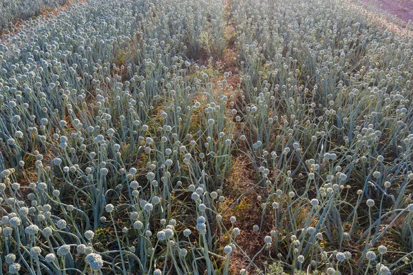 Wysoki Kąt Zielonej Cebuli Hiszpańskiej Rośnie Kwitnie Farmie Słoneczny Dzień — Zdjęcie stockowe