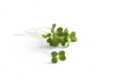 cut freash organic mustard and cress leaves isolated on a white background  clipart