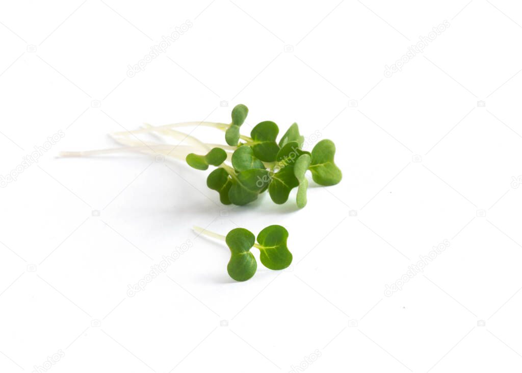 cut freash organic mustard and cress leaves isolated on a white background 