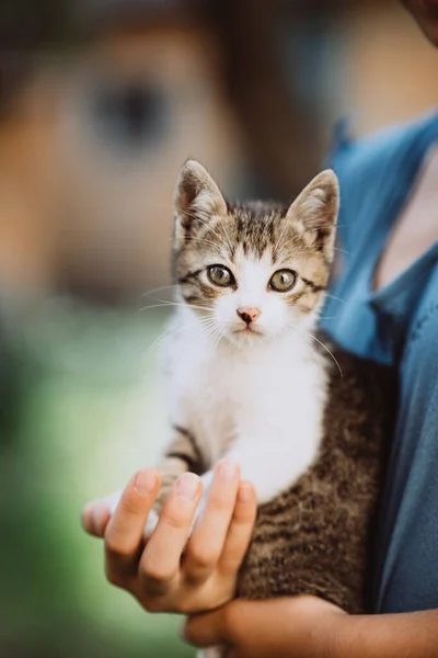 Evsiz Kedi Yavrusu Bir Çocuğun Ellerinde Evcil Hayvan Arkadaşlık Güven — Stok fotoğraf