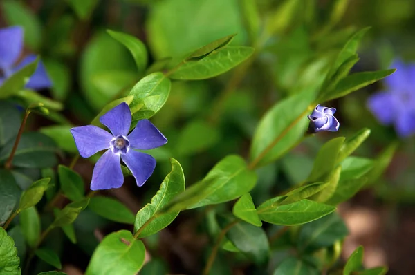 Blue Shallow Periwinkle Pygmy Periwinkle Vinca Minor Flower Green Leaves — Stock Photo, Image